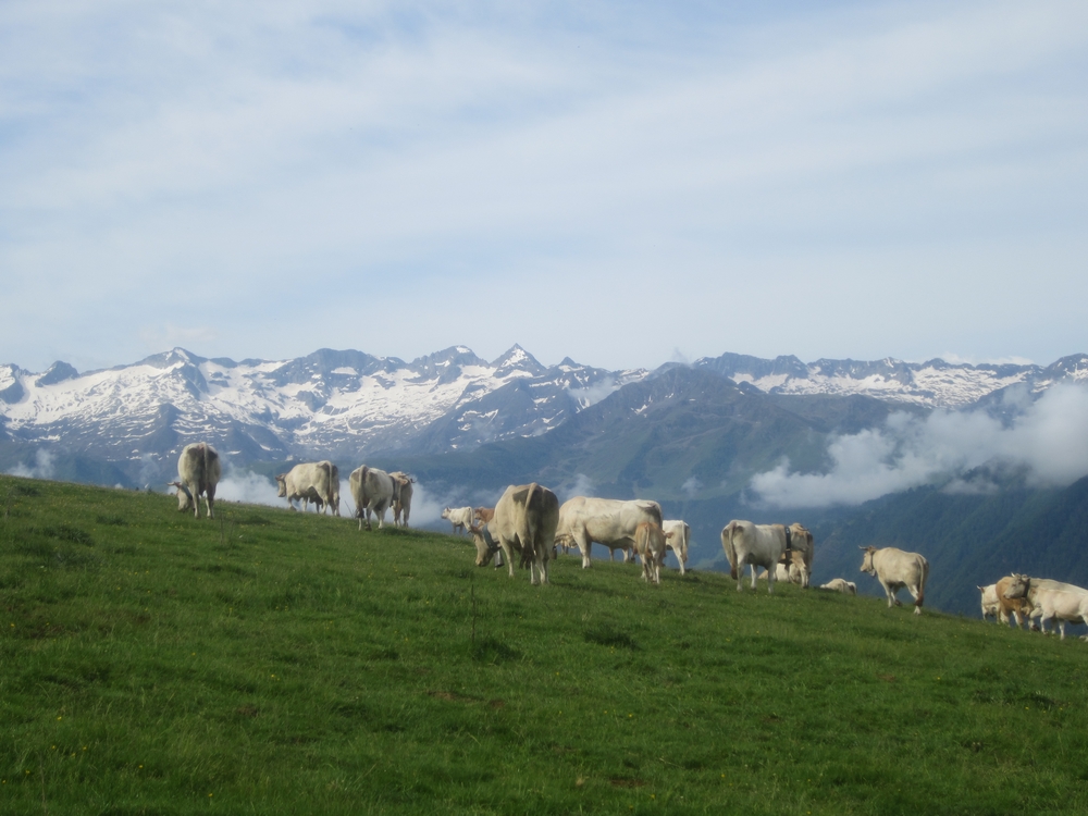 Ferme Auberge Chez Justau — photo 4