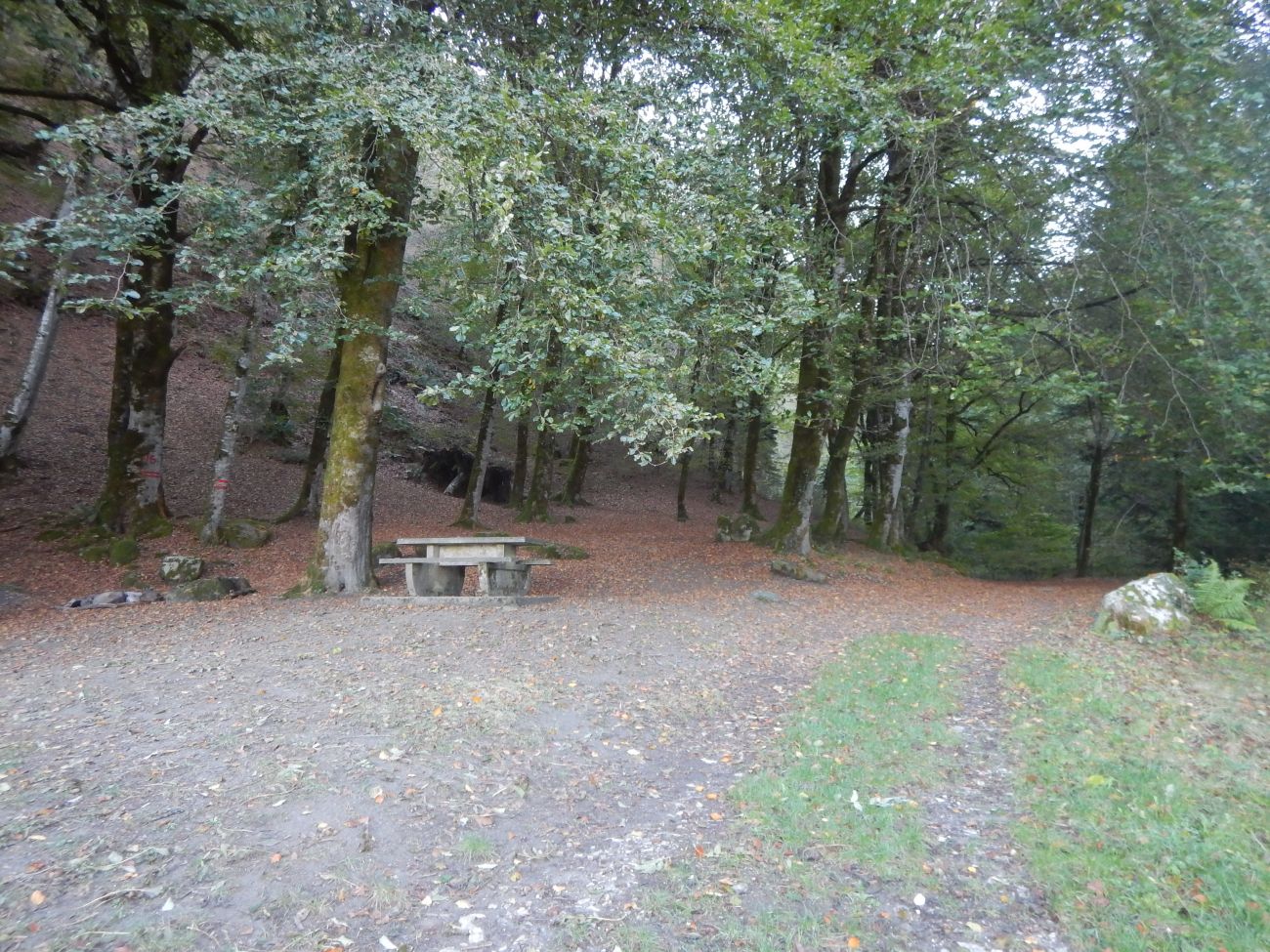 L'Arbre Remarquable — photo 2