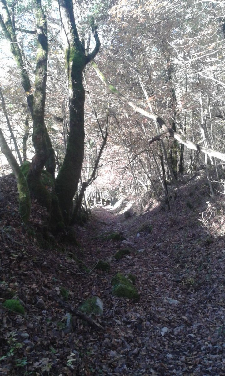 Le Genévrier Thurifère — photo 3