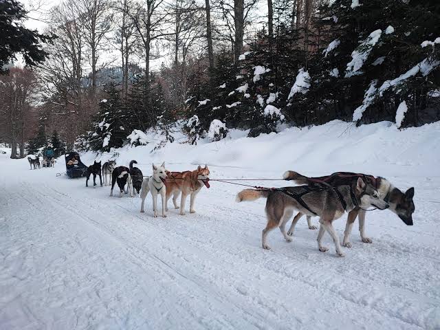 Une sortie en chiens de traîneau